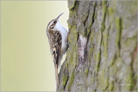 <p>ŠOUPÁLEK DLOUHOPRSTÝ (Certhia familiaris) Rychnov u Jbc.n.N. /Eurasian treecreeper - Waldbaumläufer/</p>